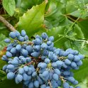 Mahonia aquifolium fruits
